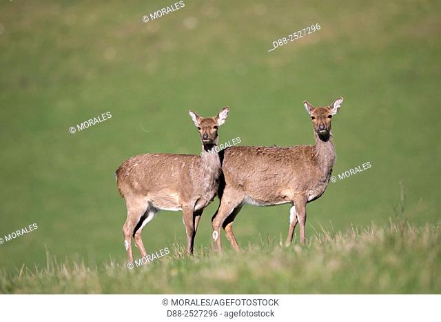 France, Haute Saone, Private park, Sika Deer Cervus nippon, group of females
