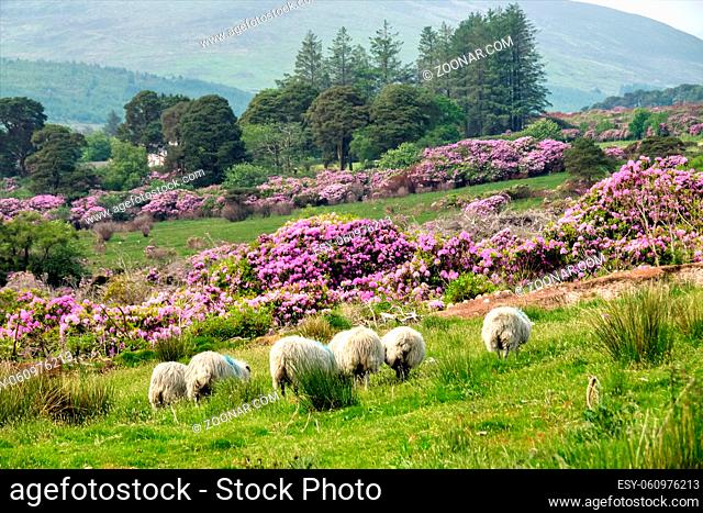 Rhododendron growing in the Vee valley on the Tipperary Waterford border in Ireland