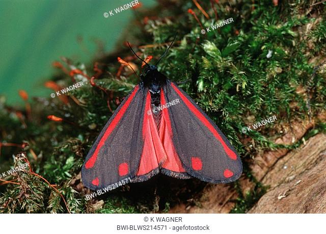 cinnabar moth Tyria jacobaeae, on moss, Germany