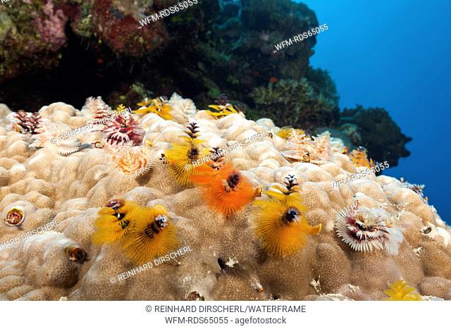 Christmas-Tree Worm, Spirobranchus giganteus, Osprey Reef, Coral Sea, Australia