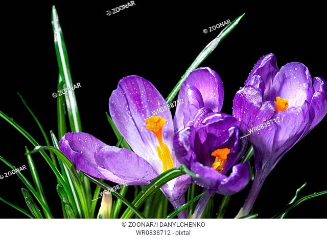 crocus bouquet with water drops isolated on black
