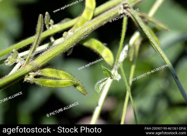 31 July 2020, Mecklenburg-Western Pomerania, Finkenthal: Soybeans grow in a field belonging to the Fürstenhof producer association