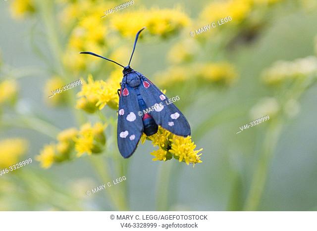 Variable Burnet, Zygaena ephialtes. A black moth with colorful spots: red, yellow, white or mixed. Larval host plants: Coronilla varia, Coronilla emerus