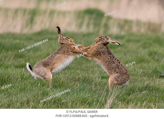 European Hare (Lepus europaeus) adult pair, 'boxing', female fighting off male in grass field, Suffolk, England, March