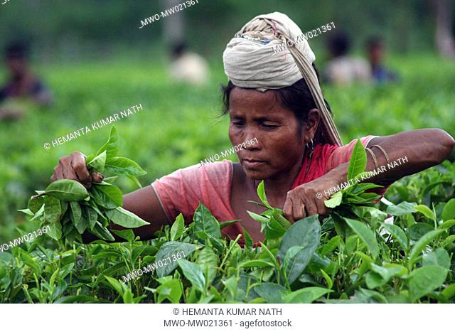 A woman picking tea leaves at a plantation in Kondoli, in Assam, India India is one of the major tea producing countries in the world October 10, 2009