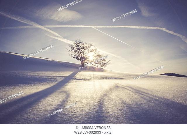 Germany, Baden-Wurttemberg, Swabian Mountains, Tree in snow covered landscape