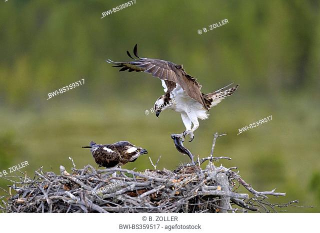 osprey, fish hawk (Pandion haliaetus), breeding pair at the nest, male delivering prey, Finland