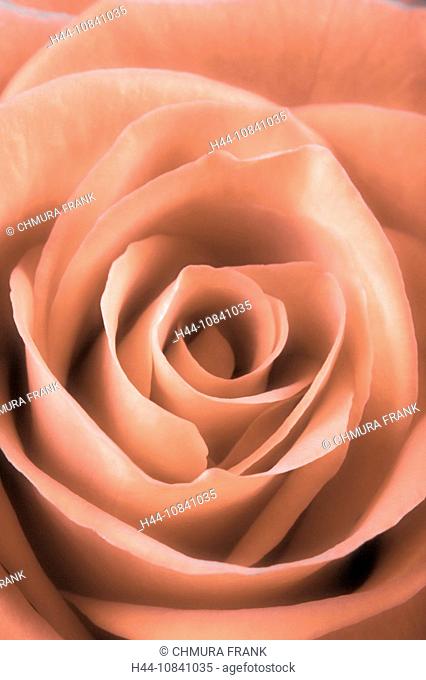 Rose, Beauty, Botany, Close up, Close-up, Delicate, Detail, Extreme close up, Elegance, Flora, Flower, Flowers, Fragil