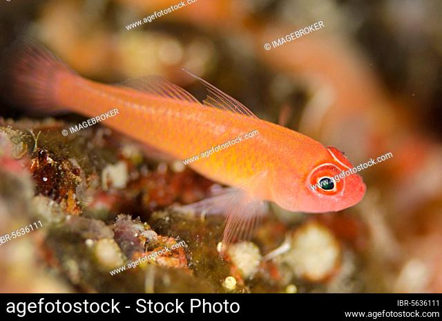 Coral Goby, Coral Gobies, Other animals, Fish, Animals, Gobies, Ringeye Dwarfgoby (Trimma benjamini) on coral, Plateau dive site, Balbulo (4 Kings), Misool