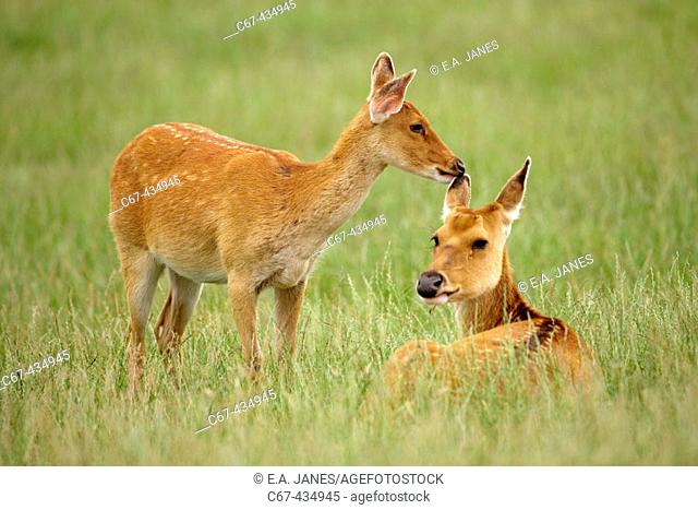 Sambar Deer Doe & Fawn