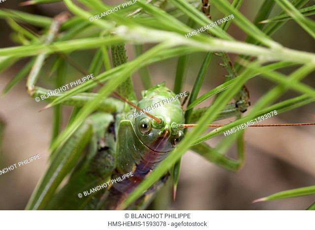 France, Orthoptera, Tettigonidae, Great green bush cricket (Tettigonia viridissima), portrait