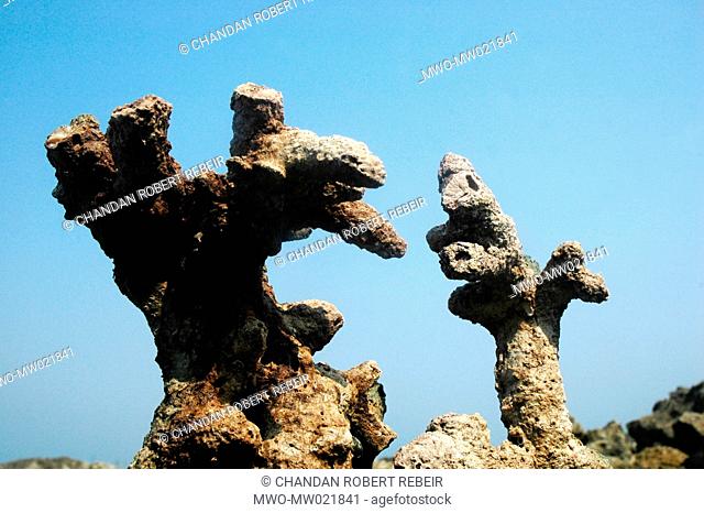 Coral formation in Saint Martin Island also Narikel Jinjira, the only coral island of Bangladesh, about 9 kilometers south of the Cox's Bazar - Teknaf...