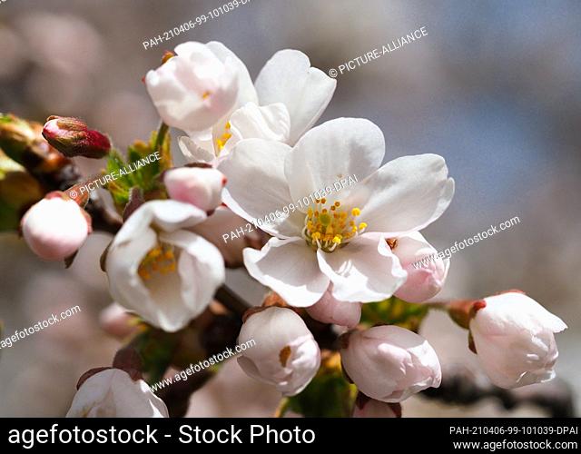 06 April 2021, Brandenburg, Potsdam: The sun shines on the white blossoms of the Japanese ornamental cherry trees in the pleasure garden