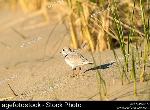 Piping plover (Charadrius melodus)