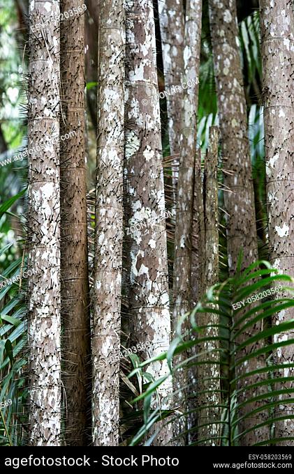 Bedornte Stämme der Nibong Palme (Oncosperma tigillarium), Bako Nationalpark, Kuching, Sarawak, Borneo, Malaysia / Thorny trunks of Nibong palm tree (Oncosperma...