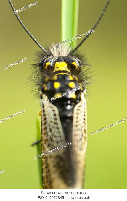 close-up of Ascalaphus libelluloides, Owlfly