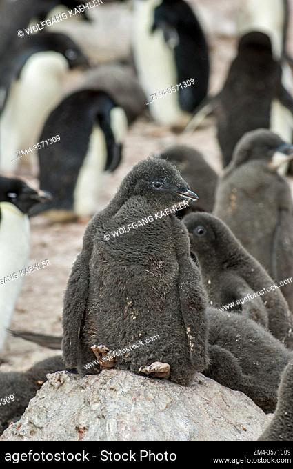Adelie penguin (Pygoscelis adeliae) chicks, about 4 weeks old, on Devil Island, an island in the James Ross Island group