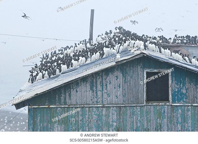 Wild Common Murres Uria aalge male and feamle, colony, hundreds of thousands, Tyuleniy Island Bering Sea, Russia, Asia