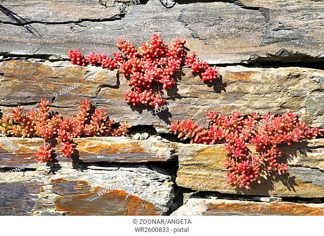 wallpepper in natural stone wall