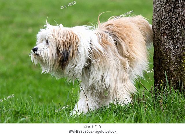 Tibetan Terrier, Tsang Apso, Dokhi Apso (Canis lupus f. familiaris), ten month old bright sable and white male , Germany