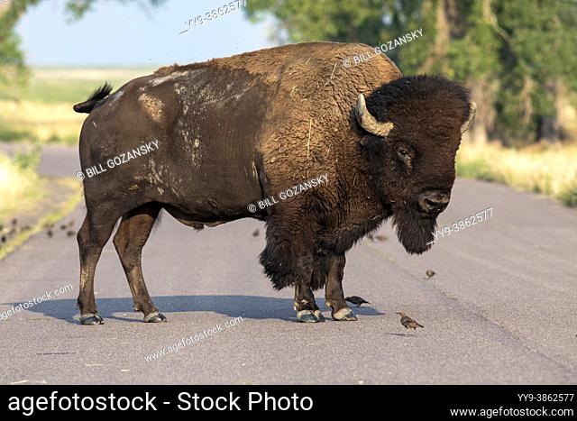 Big male American Bison (Bison bison) on the road - Rocky Mountain Arsenal National Wildlife Refuge, Commerce City, near Denver, Colorado