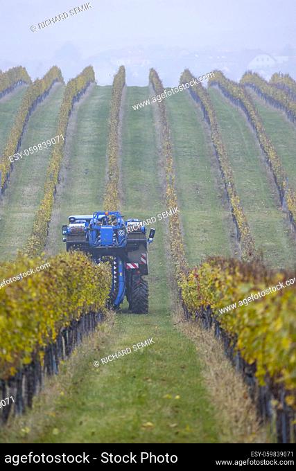 harvesting grapes with a combine harvester, Southern Moravia, Czech Republic