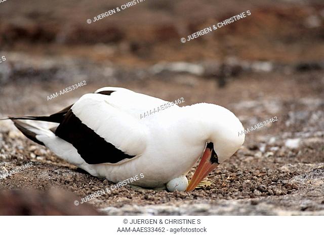 Nazca Booby adult on nest brooding with egg (Sula granti) Galapagos Islands, Ecuador