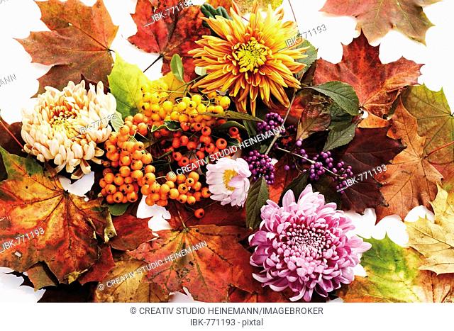 Firethorn berries, beautyberries and chrysanthemums with colourful autumn leaves