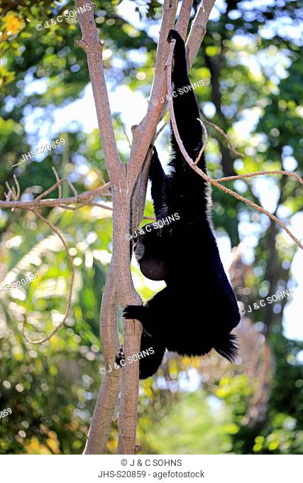 Siamang, (Symphalangus syndactylus), adult calling on tree, Southeast Asia, Asia
