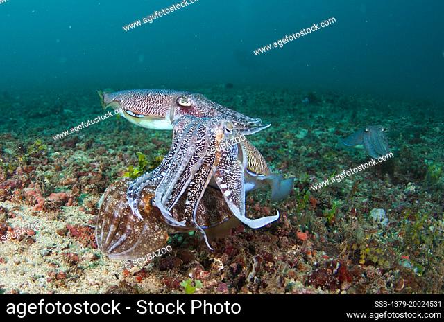 Three Pharoah Cuttlefish, Sepia pharaonis, interacting together close to the seabed, Taliabu Island, Sula Islands, Indonesia