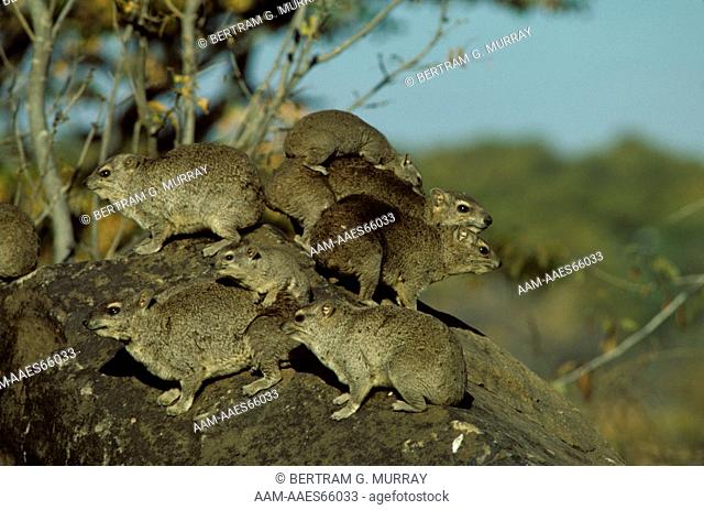 Bush Hyraxes w/ Babies (Heterohyrax brucei), Wankie N.P., Zimbabwe, aka Yellow- spotted Dassies