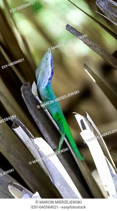 Cuban male lizard Allison's Anole (Anolis allisoni), also known as the blue-headed anole - Varadero, Cuba