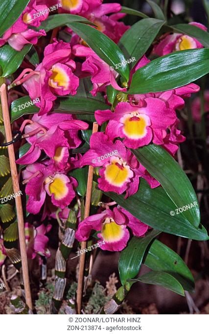 Dendrobium nobile 'Pink Beauty Queen', Traubenorchidee, Dendrobie