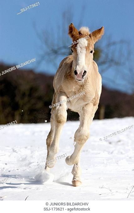 Haflinger Horse. Foal galloping on a snowy meadow