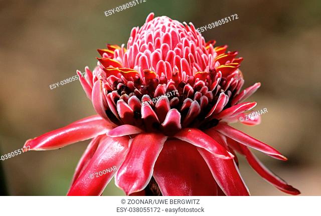 Close up of a Red torch ginger blossom