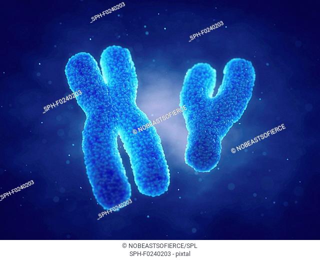 X and Y chromosomes, illustration