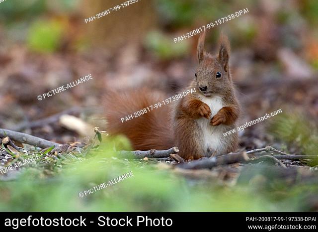 22 April 2020, Berlin: Due to the heavy public traffic, squirrels are less shy in Berlin Tiergarten and can be observed at close range
