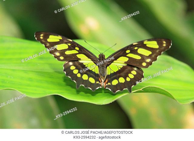Siproeta stelenes butterfly, Monteverde, Costa Rica