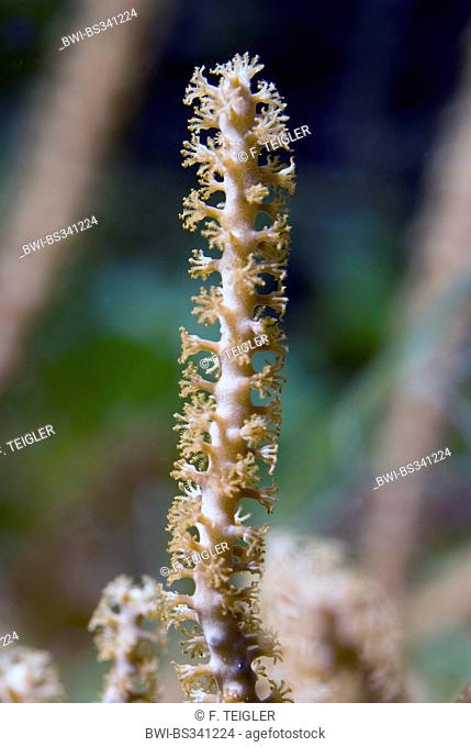 Gorgonian coral (Rumphella spec), close-up view