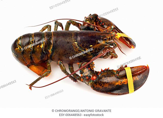 Living lobster isolated on white background
