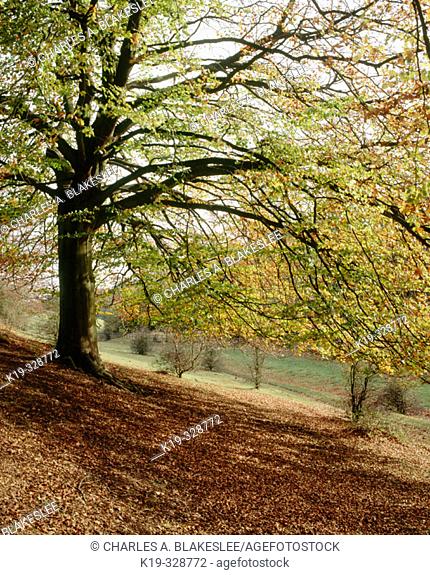 Beech tree at Westonbirt Arboretum near Tetbury.  Gloucestershire, England, UK
