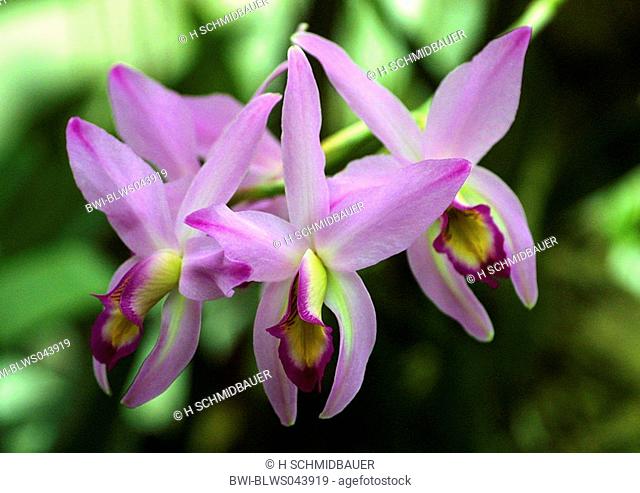cattleya orchid Cattleya, flowers