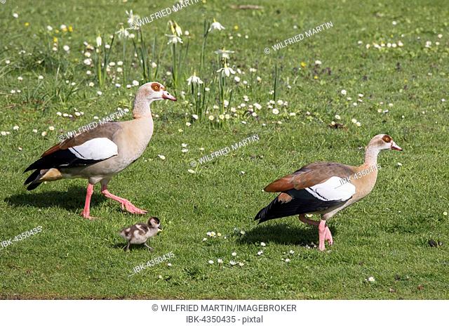 Egyptian Goose (Alopochen aegyptiacus), pair with chicks on the lawn, Hesse, Germany