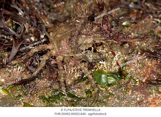 Four-horned Spider Crab (Pisa tetraodon) adult, Kimmeridge, Isle of Purbeck, Dorset, England, March