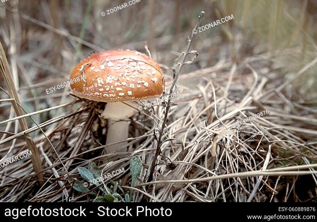 Among the dry autumn grass and fallen leaves grows poisonous mushroom fly agaric with a beautiful red hat