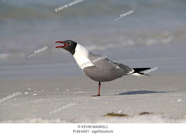 Laughing gull Larus atricilla calling on Fort de Soto, Florida
