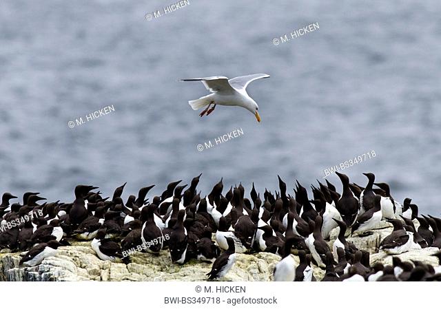 herring gull (Larus argentatus), flying over breeding colony of common guillemots, United Kingdom, England, Northumberland, Farne Islands