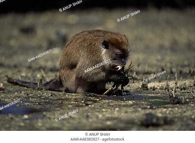 Long-tailed Macaque eating Crab (Macaca fascicularis) Sumatra Coast, Indonesia