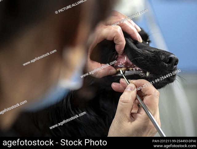 PRODUCTION - 24 November 2023, Berlin: Vet Jeanette Klemmt examines three-year-old dog Skittelz in her mobile veterinary practice