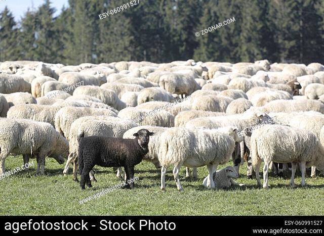 HErde mit Schafen, Schafsherde, ein schwarzes Lamm